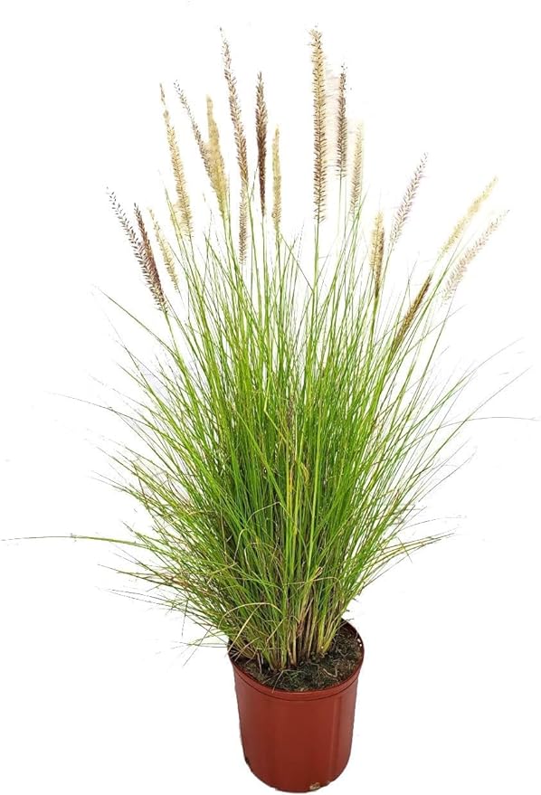 Pennisetum setaceum, African Fountain Grass or Tender Fountain Grass