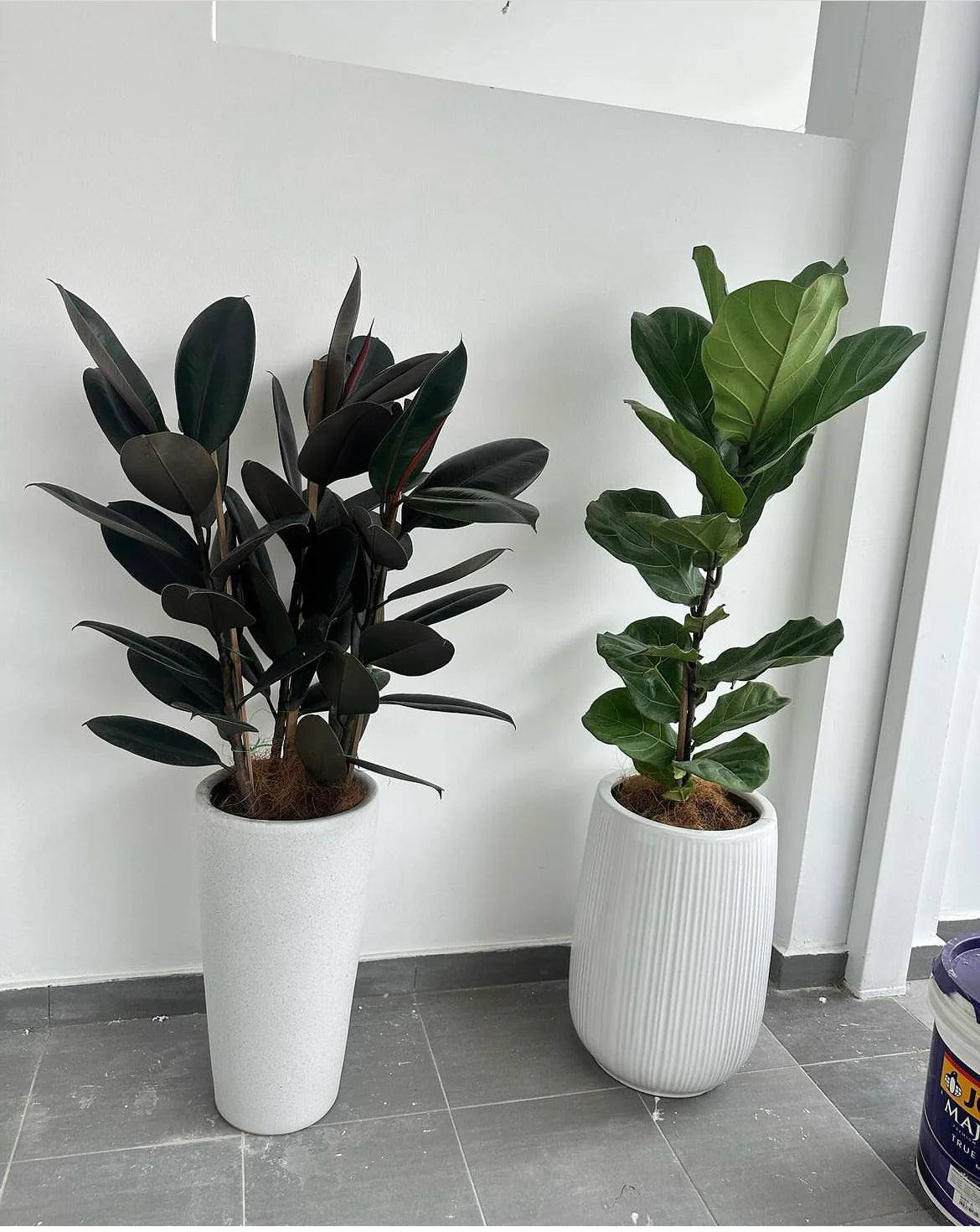 2pcs Office Plant Air Purifying Bundle 150cm NEW