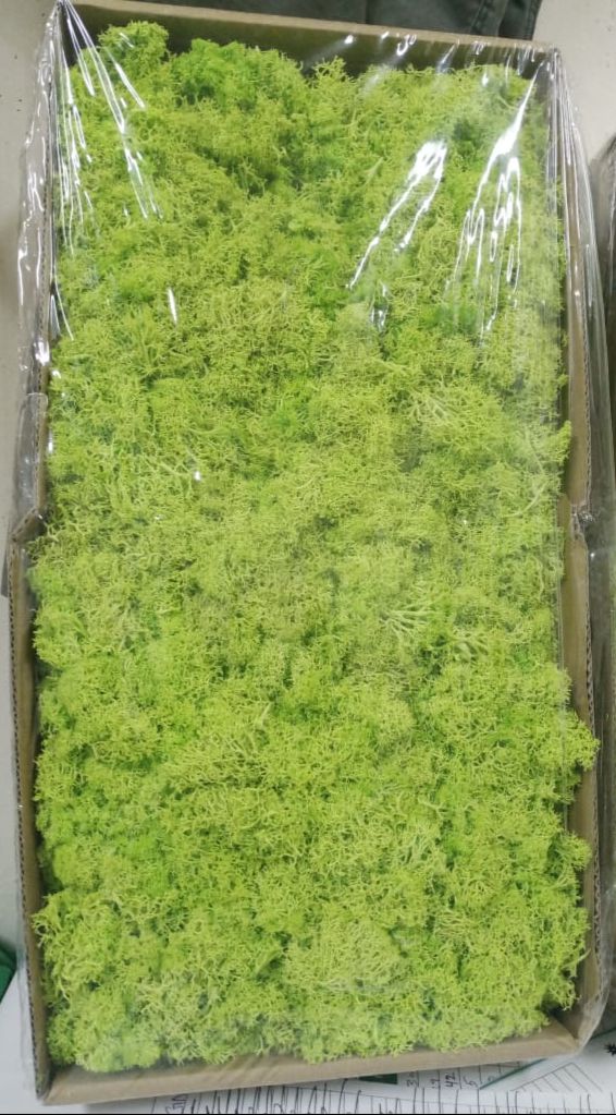 Preserved Moss Wall Decoration Real Preserved Moss No Maintenance