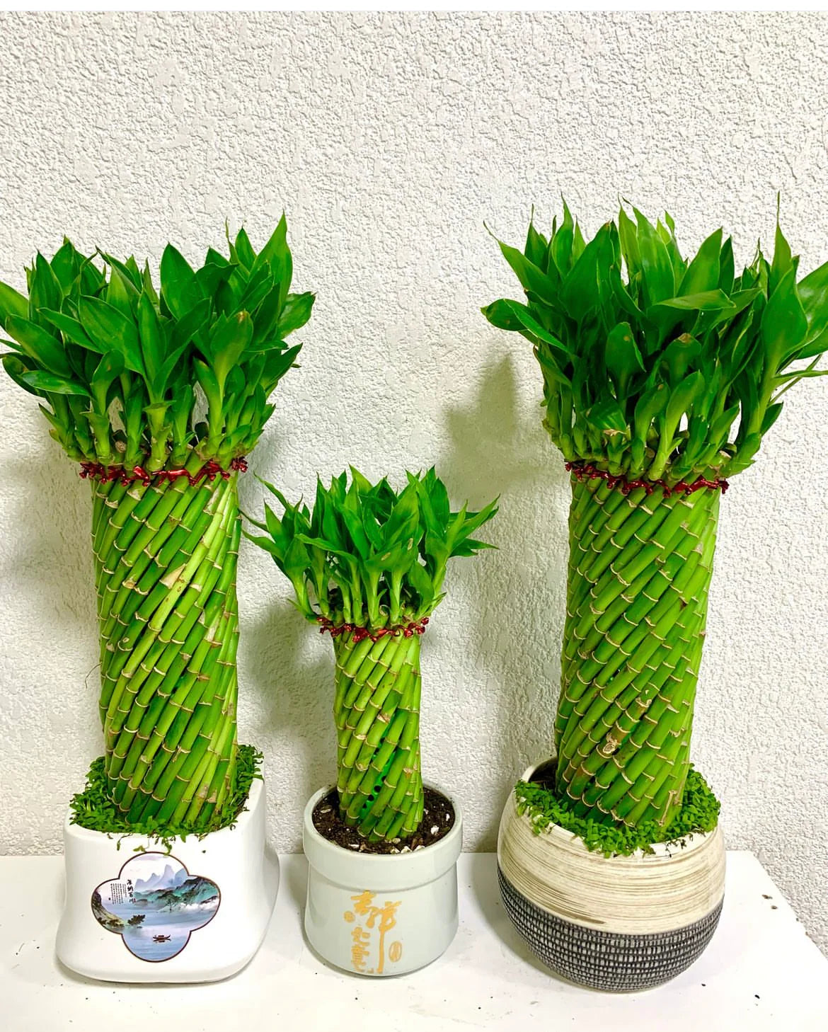 Lucky Bamboo Bundle 3pcs