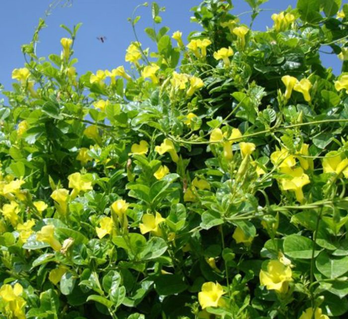 Mandevilla splendens Or Yellow Bell Climber