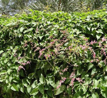 Antigonon leptopus or Coral vine