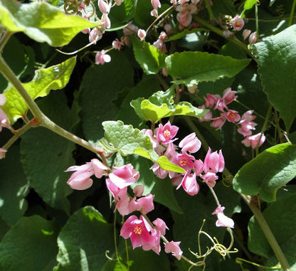 Antigonon leptopus or Coral vine