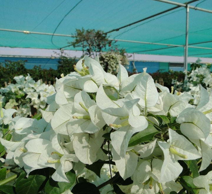 Bougainvillea glabra