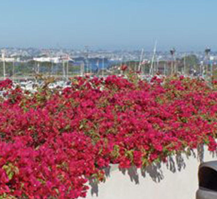 Bougainvillea spectabilis