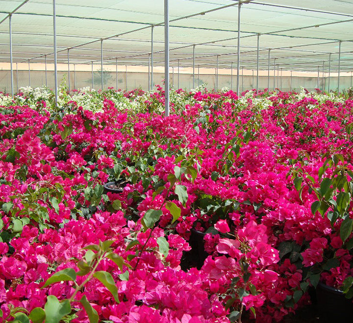 Bougainvillea spectabilis