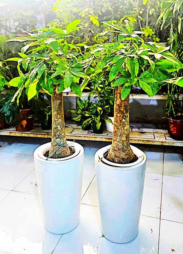 Combo Plants Bundle of 2 Pieces | Indoor Plants |Ceramics Pots Plants| Office Plants | Home Plants