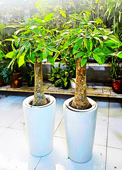 Combo Plants Bundle of 2 Pieces | Indoor Plants |Ceramics Pots Plants| Office Plants | Home Plants
