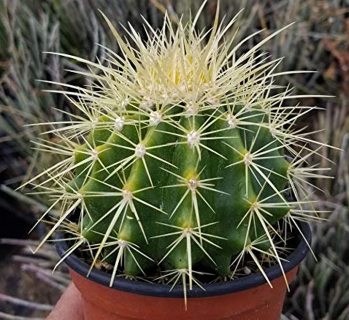 Barrel or Ball Cactus