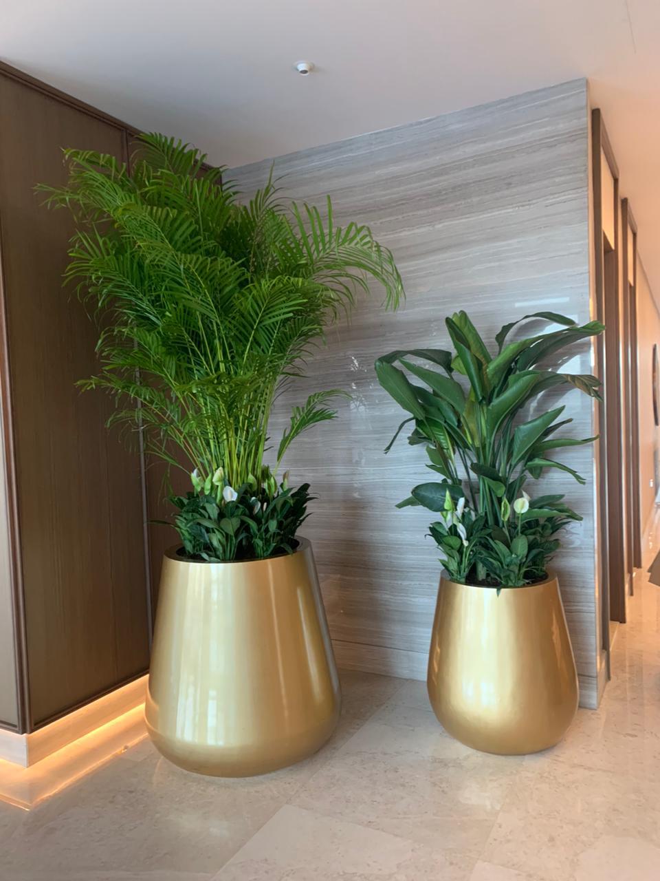 Combo Plants Bundle of 12 Pieces | Indoor Plants |Golden Oval Pots Plants| Office Plants | Home Plants