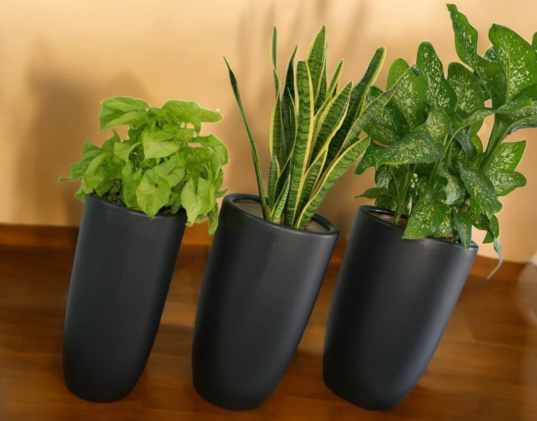 Combo Plants Bundle of 4 Pieces | Indoor Plants |Ceramic Plants| Office Plants | Home Plants