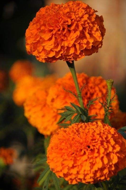 Fresh Marigold (Tagetes erecta) for Events