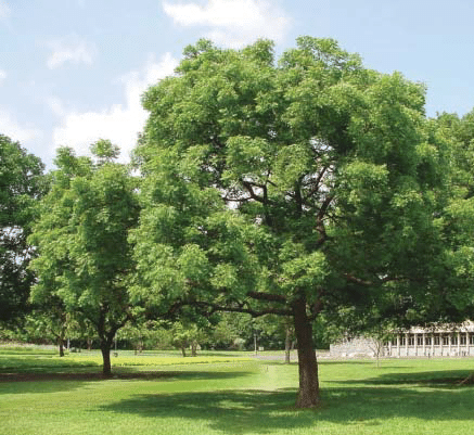 Neem Tree - Azadirachta Indica