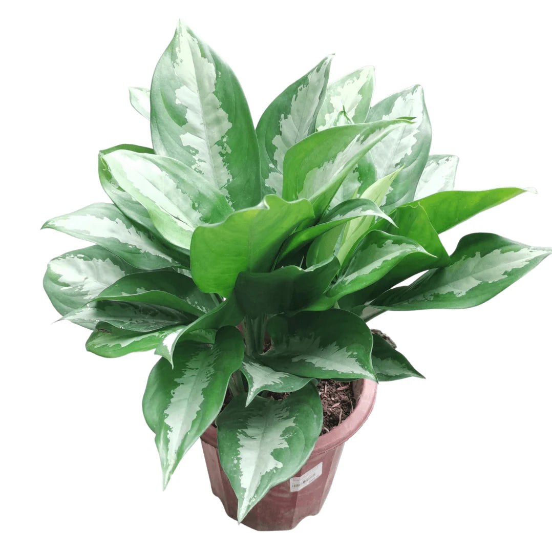 Aglaonema “Silver Queen” Chinese Evergreen Plant