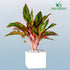 Aglaonema Red Plant