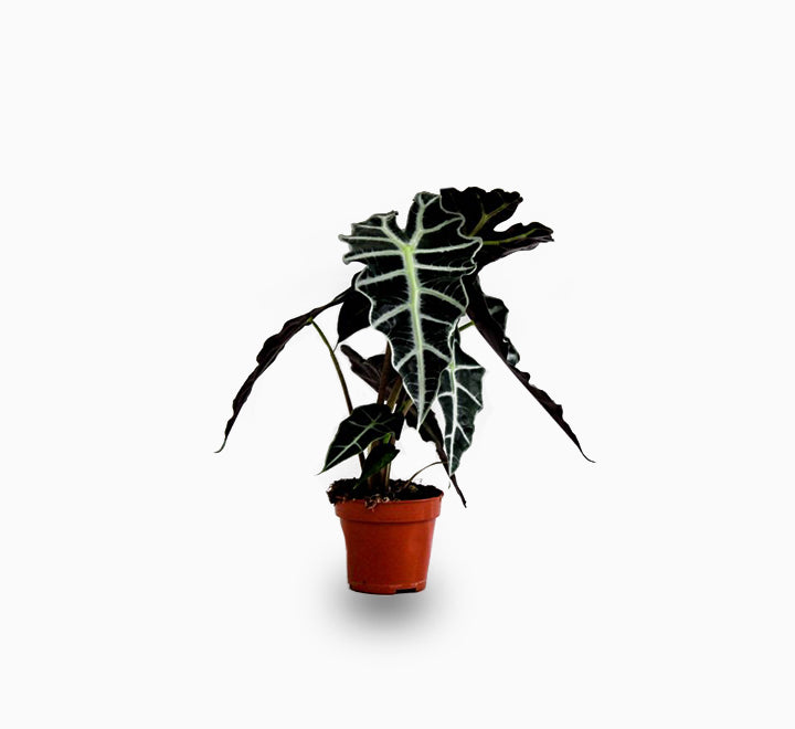 Alocasia plant