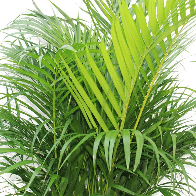 Areca Palm