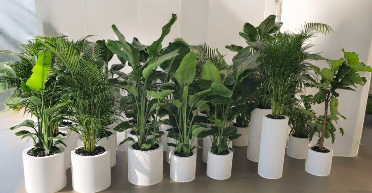 Combo Plants Bundle of 35 Pieces | Indoor Plants | Fibre Glass Pot Plants| Office Plants | Home Plants | Special Sale Combo