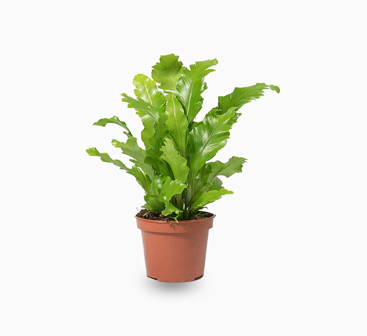 Bird’s Nest Fern