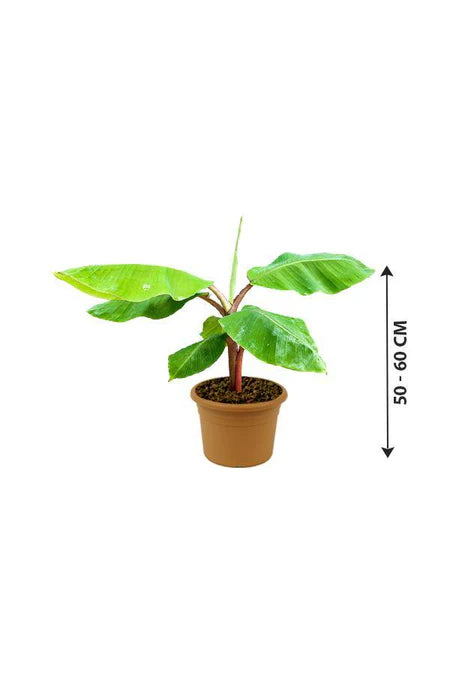 Banana Tree- Musa Acuminata 