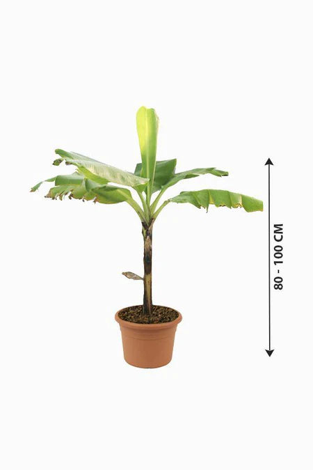 Banana Tree- Musa Acuminata 