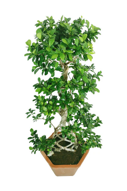 Bonsai Indoor Plant