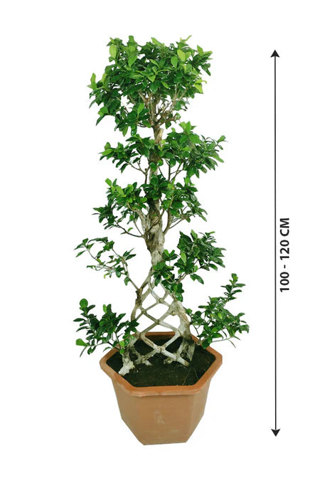 Bonsai Indoor Plant