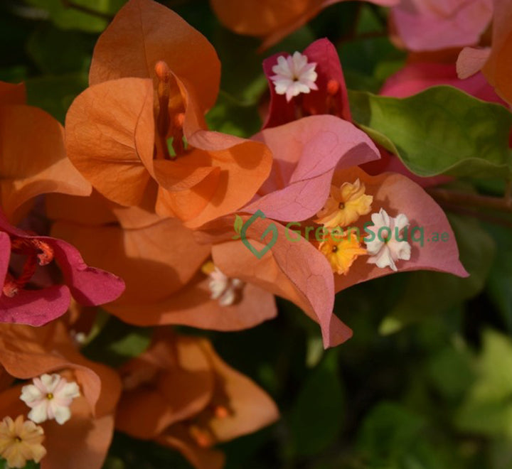 Bougainvillea spectabilis