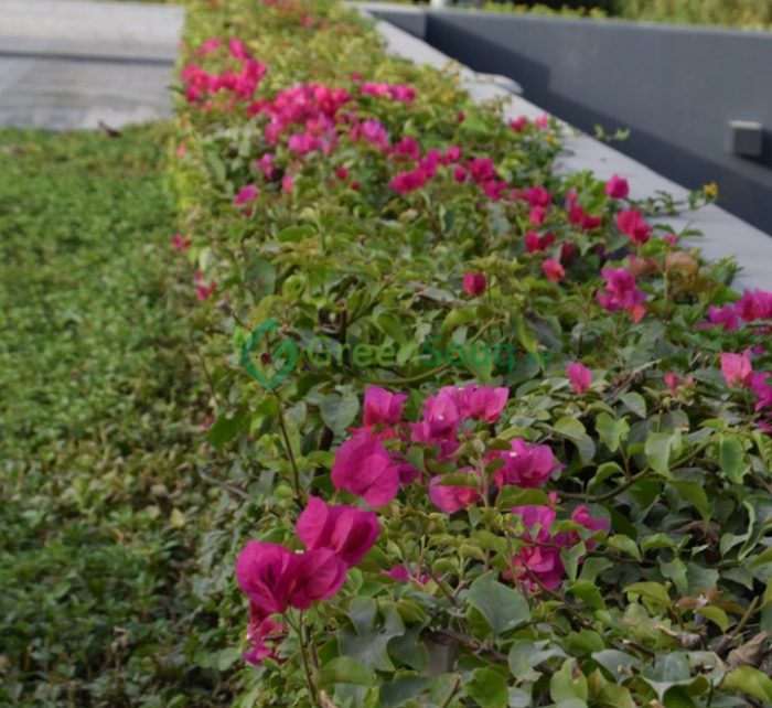 Bougainvillea spectabilis