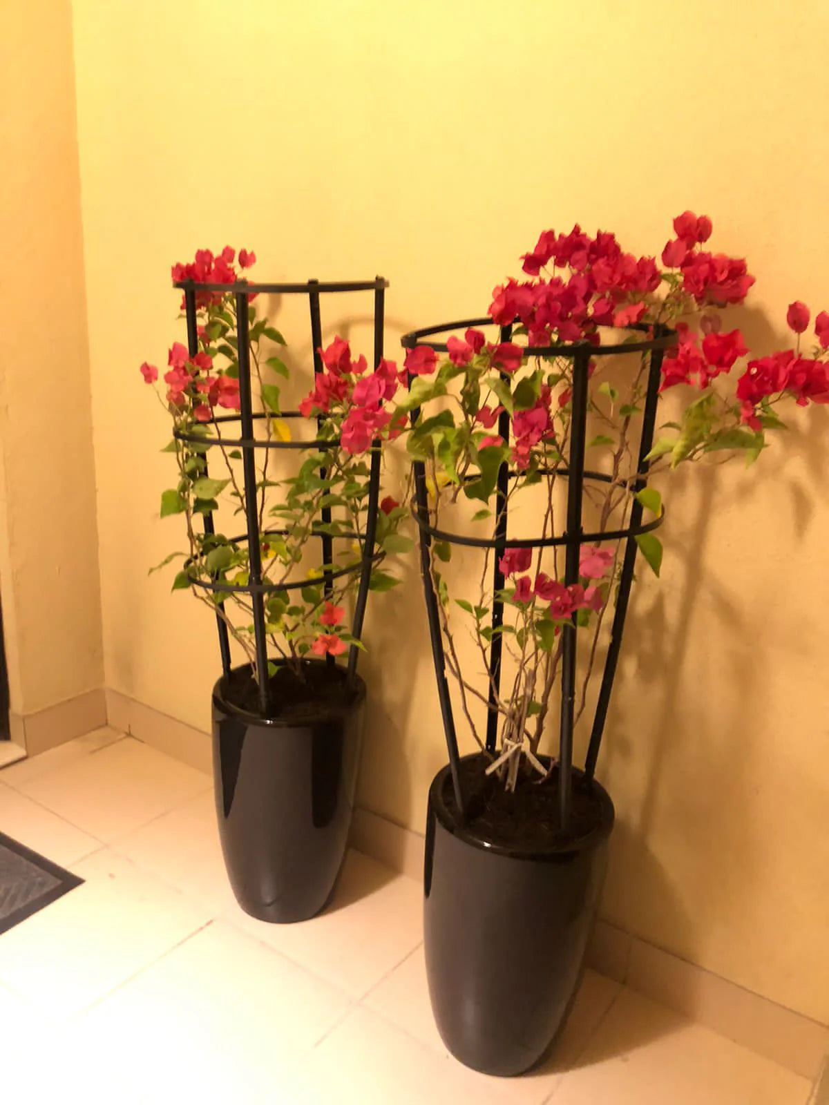 Bougainvillea Bundle in Glossy Black Dh 325