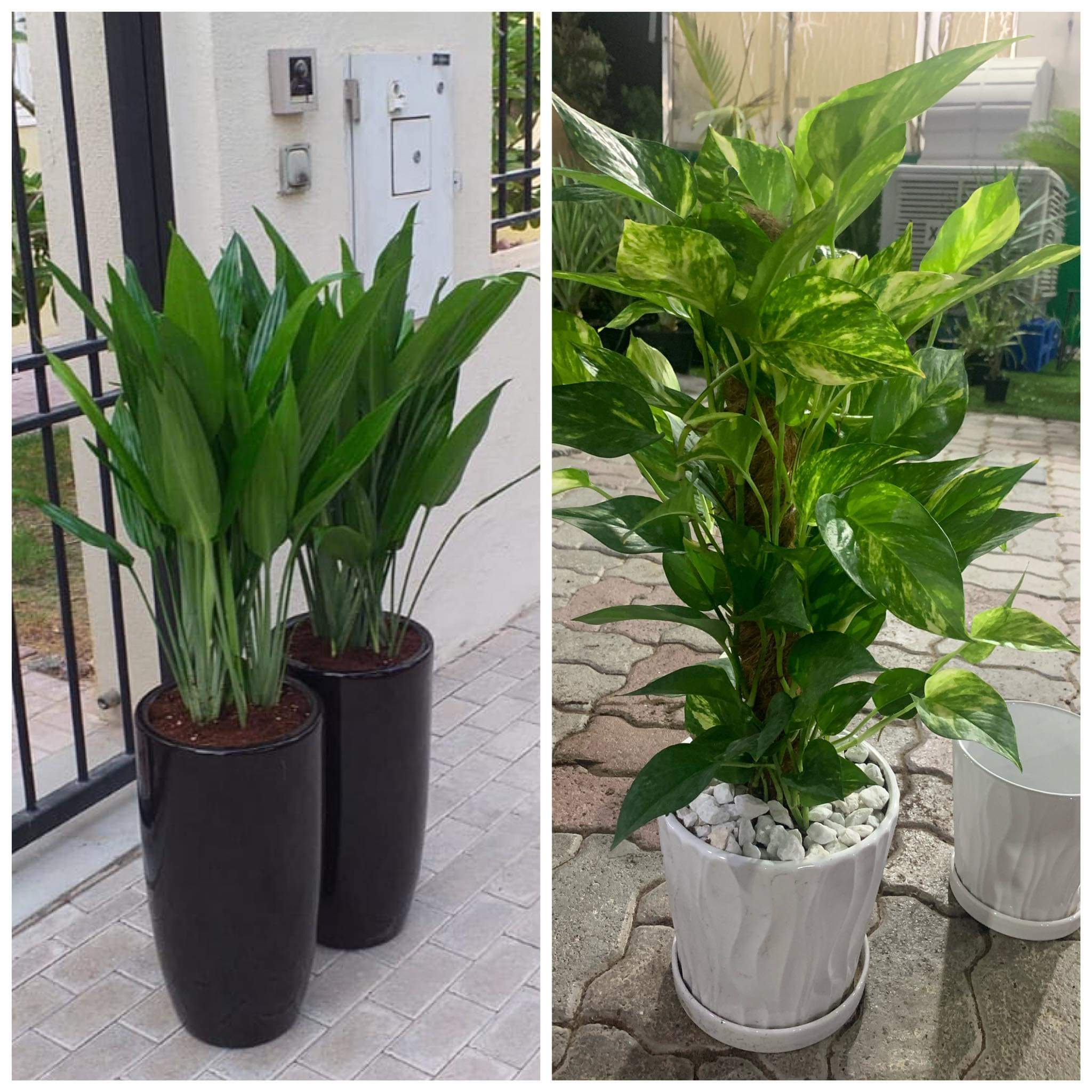 Bundle of 2 Plants Dh 539