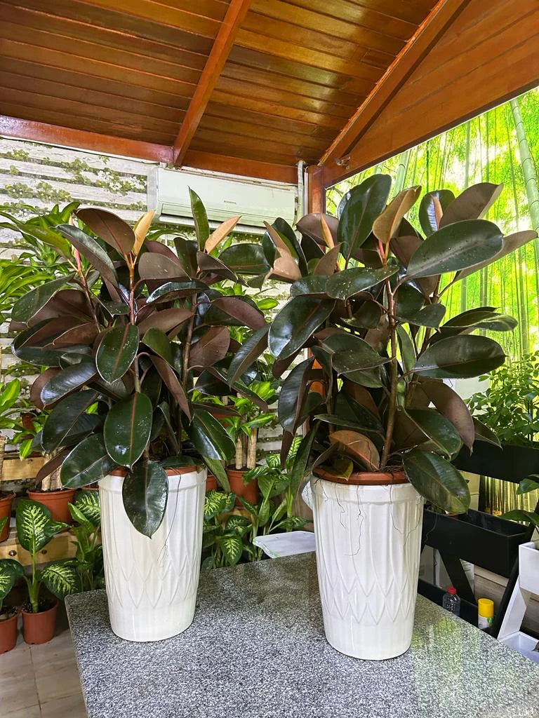 Bundle Rubber Plant (2pc) Dh 385