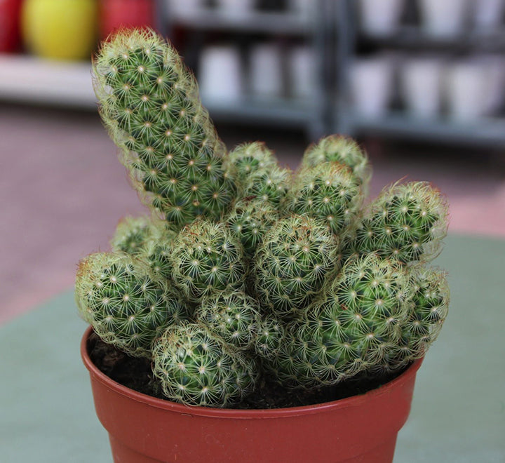 Ornamental Cactus 7 – 15cm