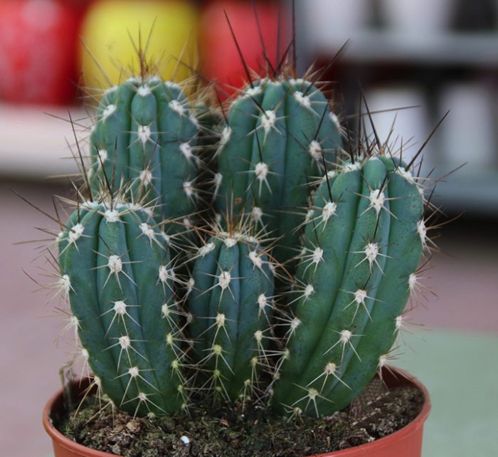 Ornamental Cactus 7 – 15cm