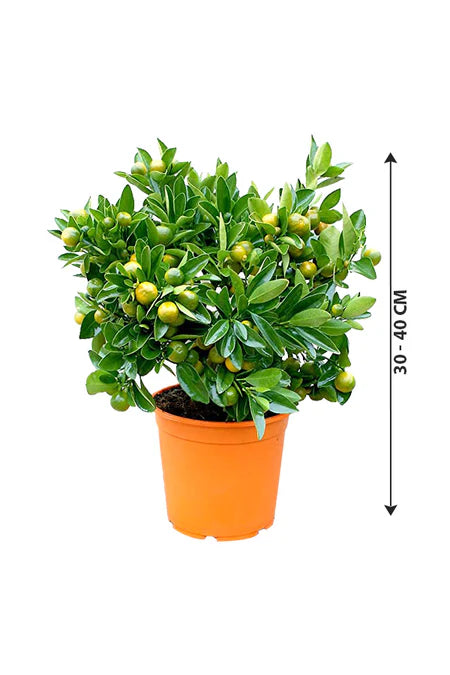 Citrofortunella Microcarpa