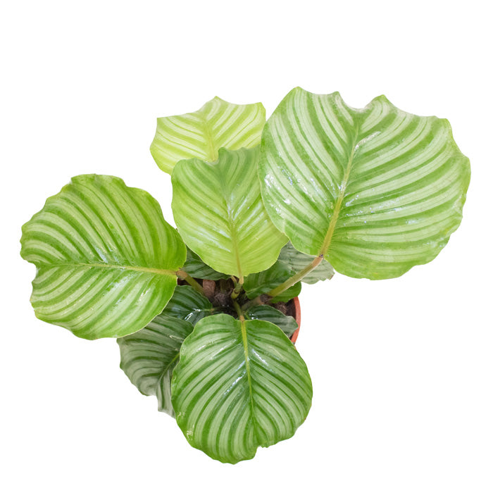 Calathea orbifolia