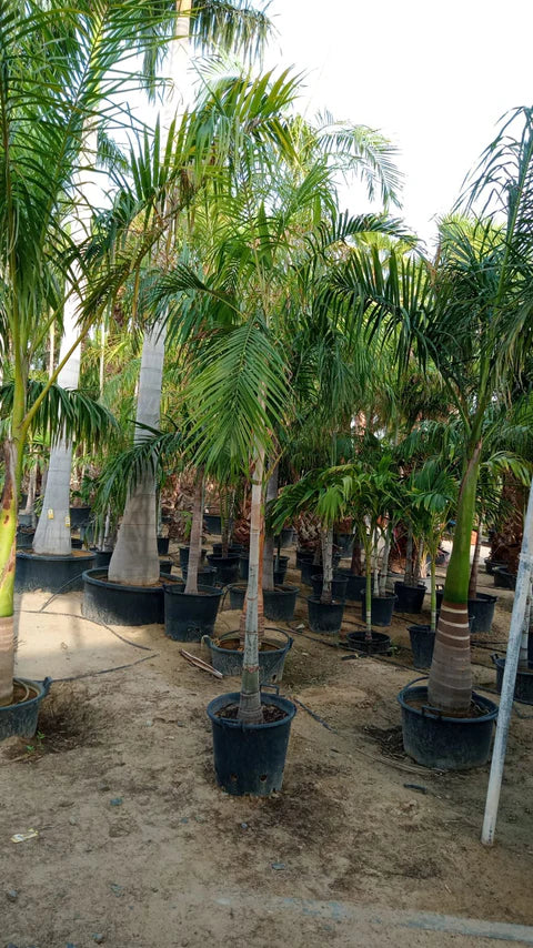 Carpentaria Palm