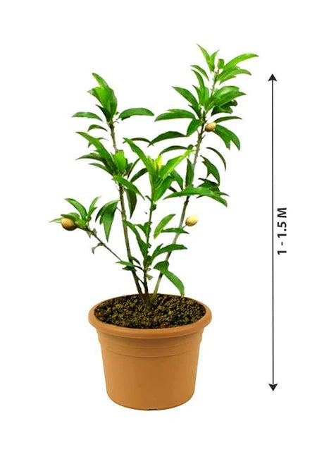 Manilkara Zapota