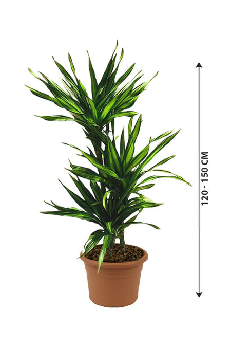 Corn Plant