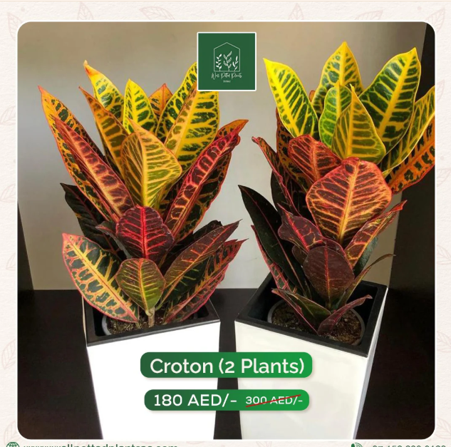 Croton Bundle in Plastic Pot
