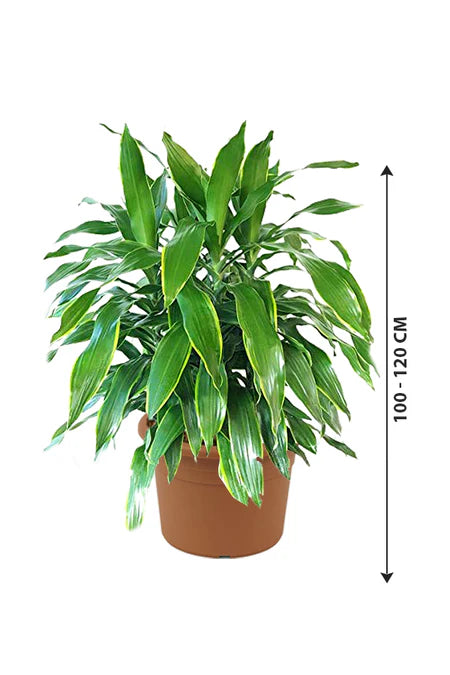 Dracaena Art