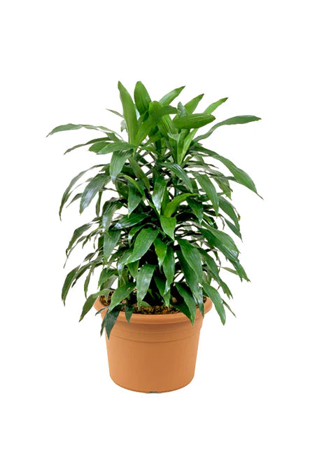 Dracaena Art