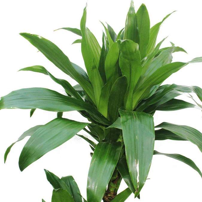 Dracaena Janet Craig