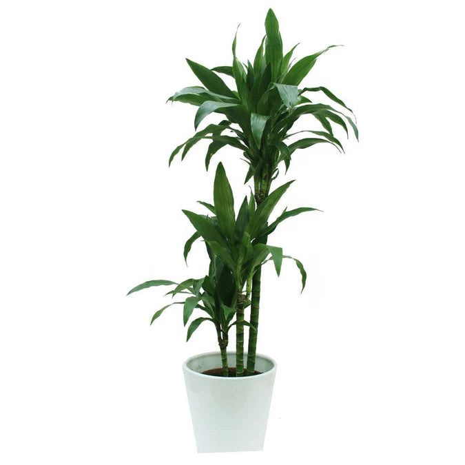 Dracaena Janet Craig