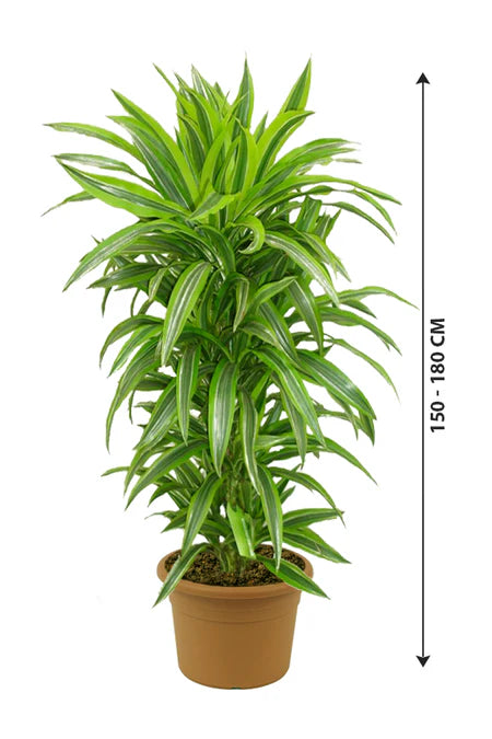 Dracaena Lemon Lime 