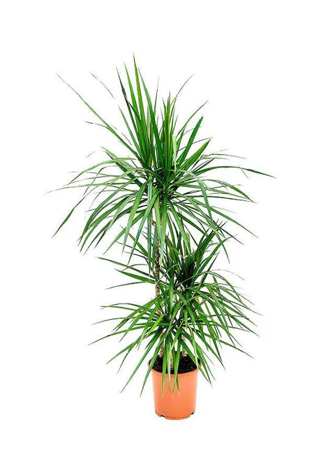 Dracaena Marginata 3PP - Dragon Tree