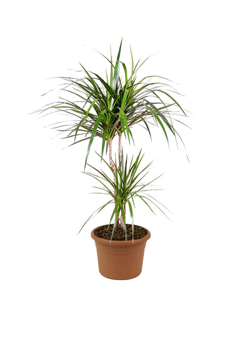  Branched Dracaena