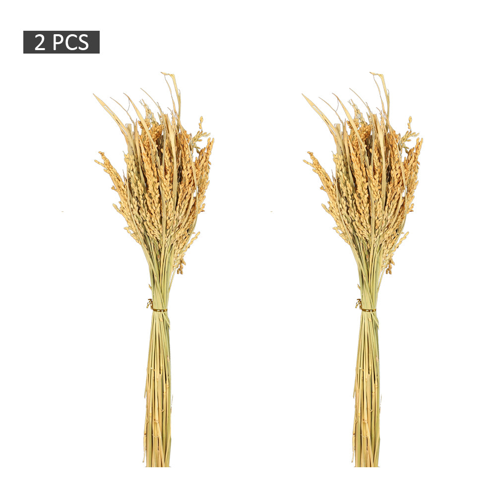 Dried Rice Stalks