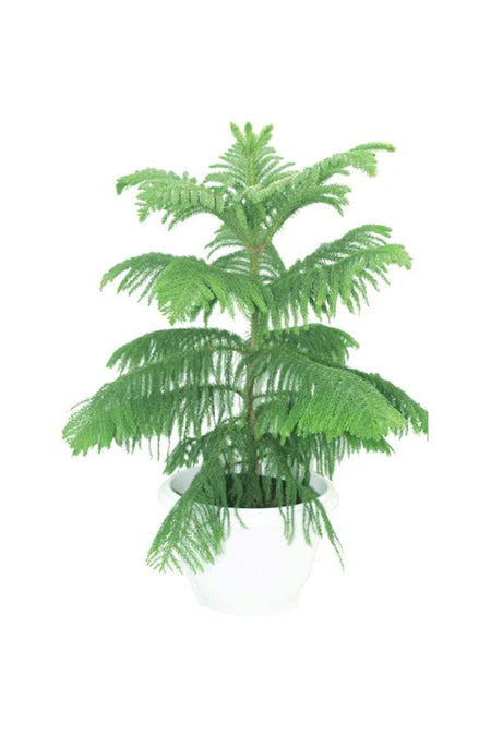 Norfolk Island Pine