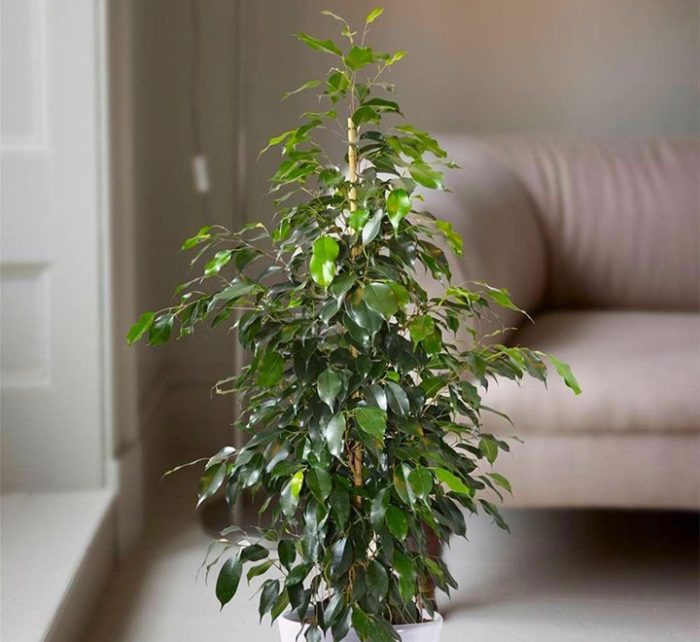 Ficus benjamina indoor plant